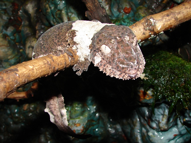 Uroplatus