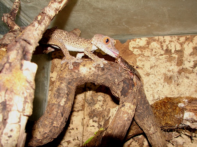 Uroplatus