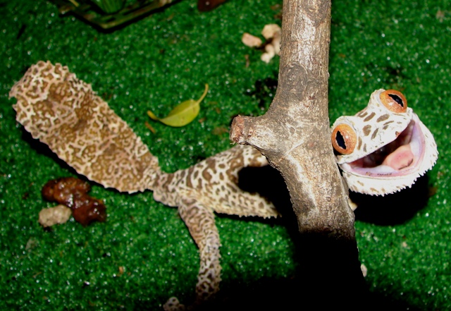 Uroplatus