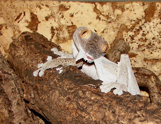 Uroplatus