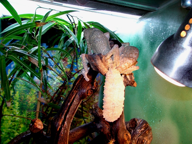 Uroplatus