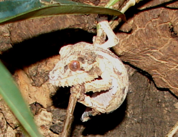 Uroplatus