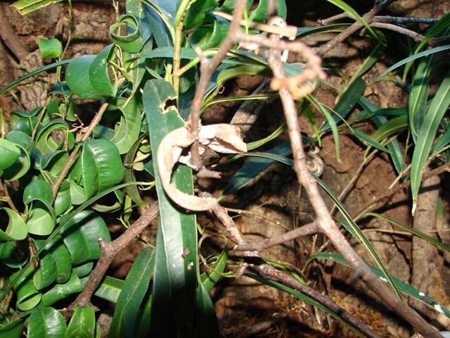 Uroplatus