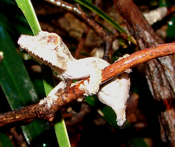 Uroplatus