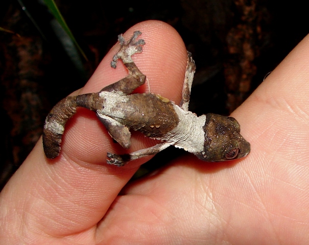 Uroplatus