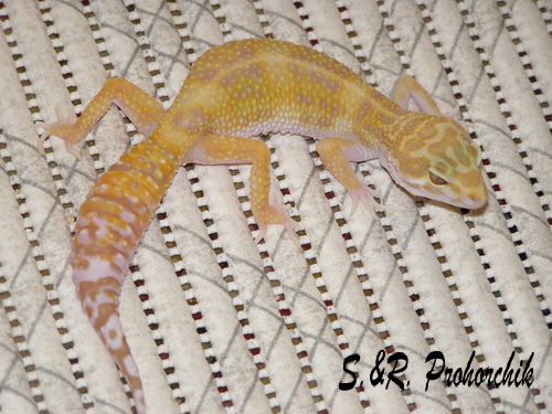 Sunglow het. RAPTOR