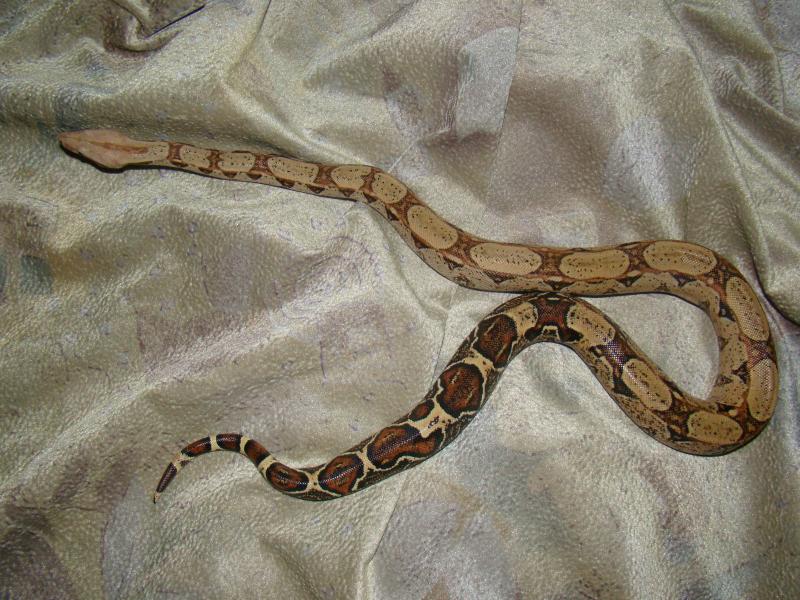 Boa constrictor