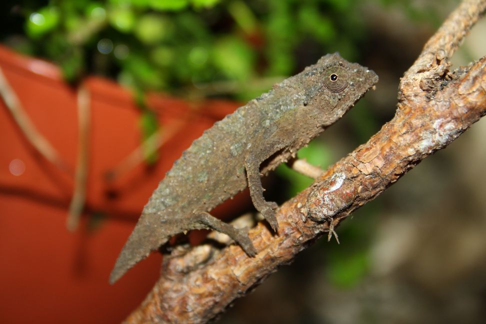 rieppeleon brevicaudatus