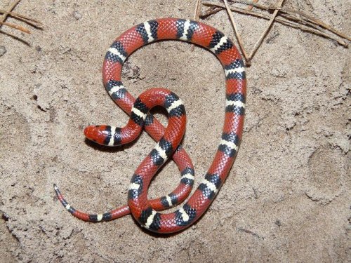 Lampropeltis triangulum elapsoides