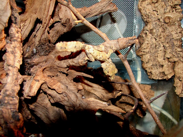 uroplatus