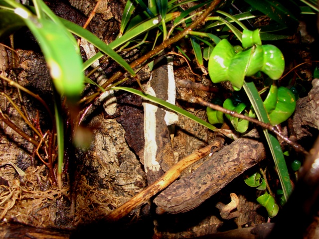 uroplatus