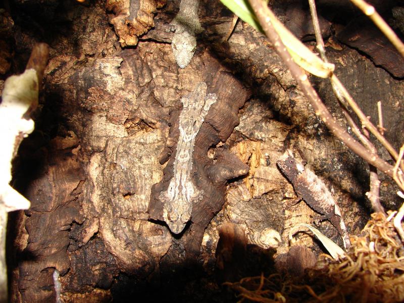 uroplatus