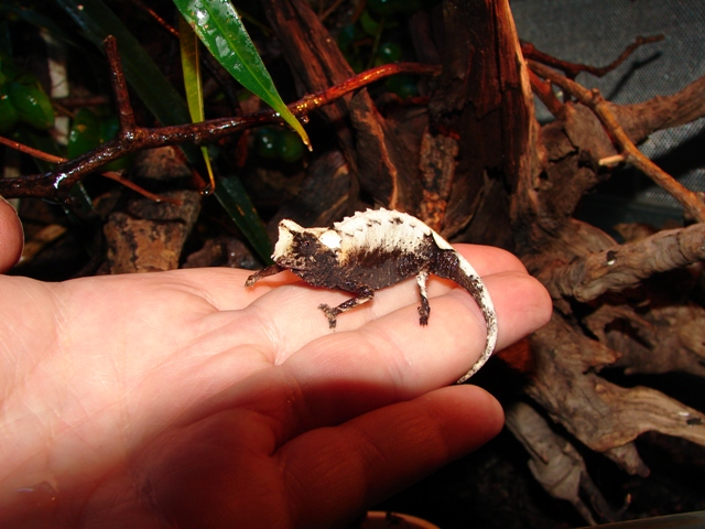 Brookesia stumpffi