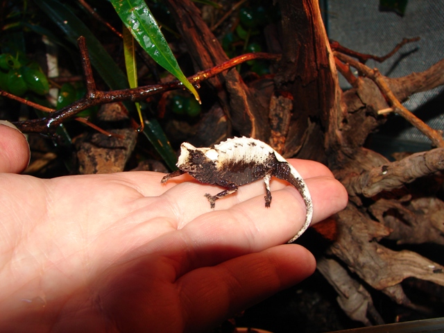 Brookesia stumpffi