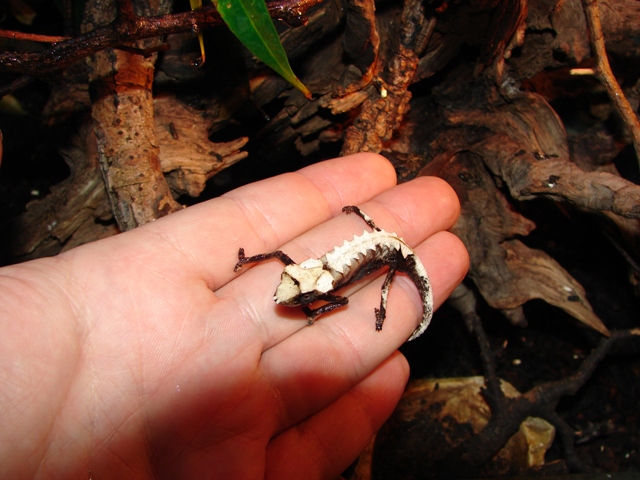 Brookesia stumpffi