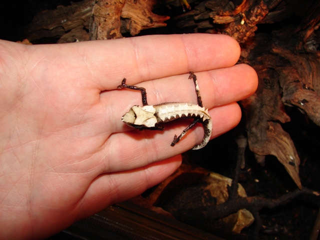 Brookesia stumpffi