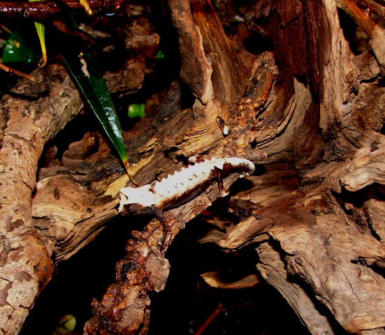 Brookesia stumpffi