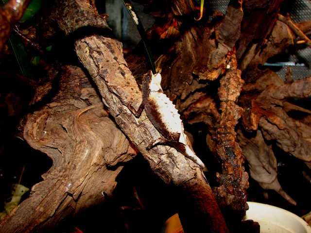 Brookesia stumpffi