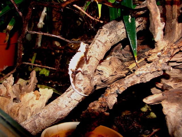 Brookesia stumpffi