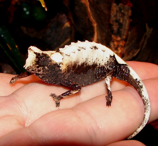 Brookesia stumpffi