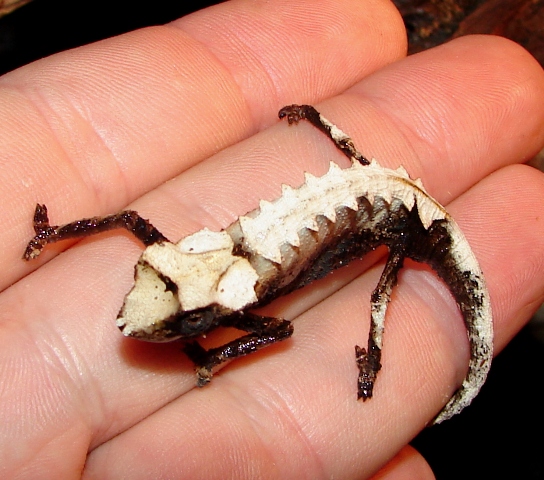 Brookesia stumpffi