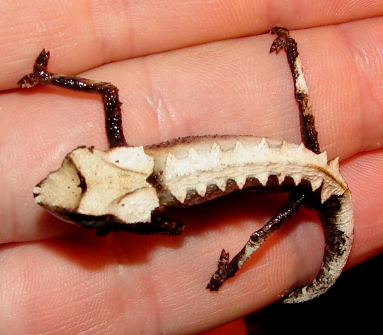 Brookesia stumpffi