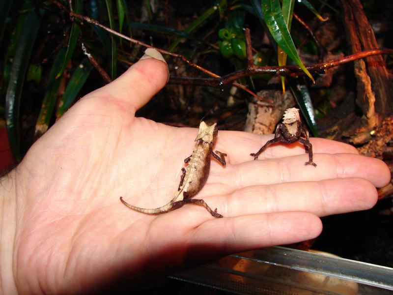 Brookesia stumpffi