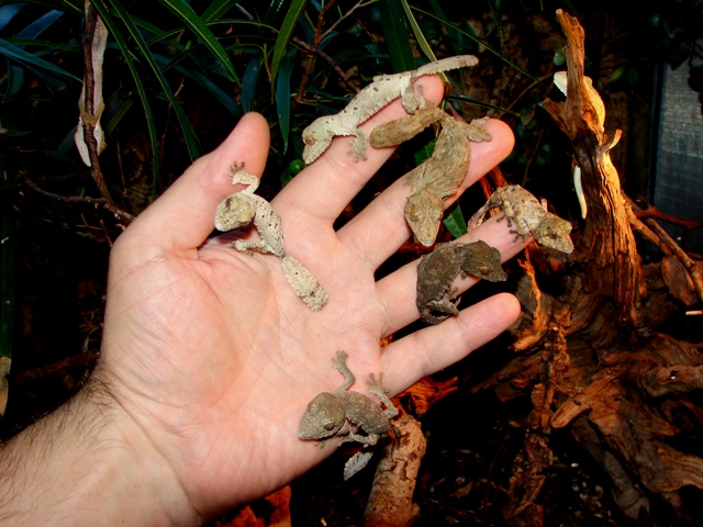 Uroplatus