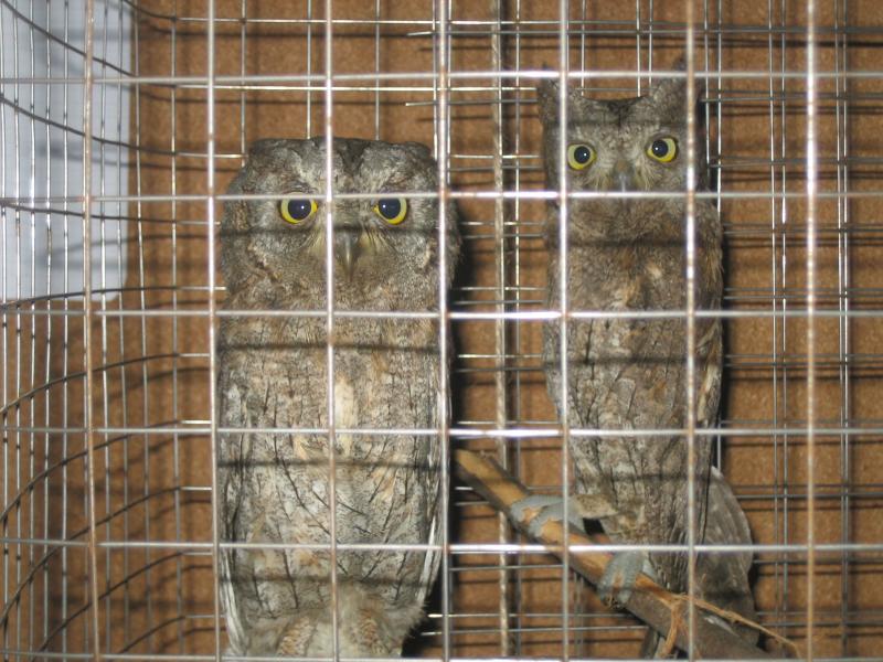 otus scops