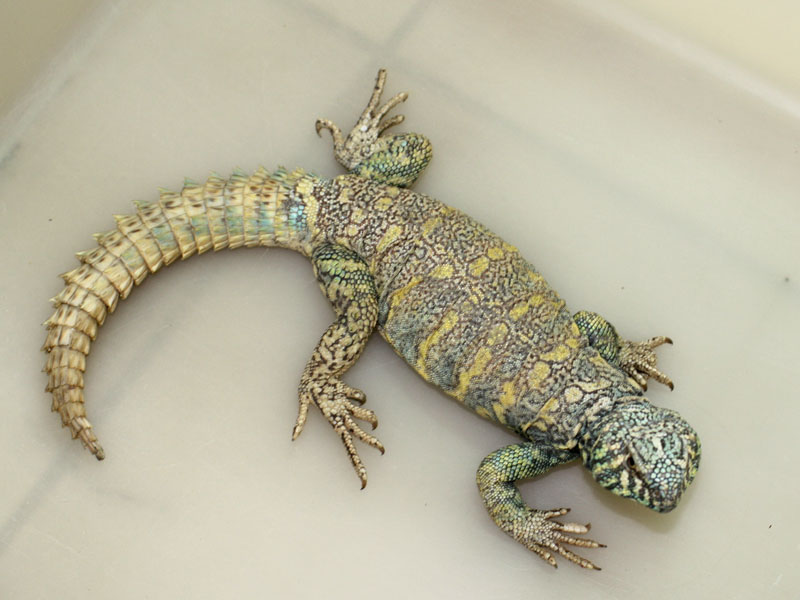 Uromastyx ornatus male1