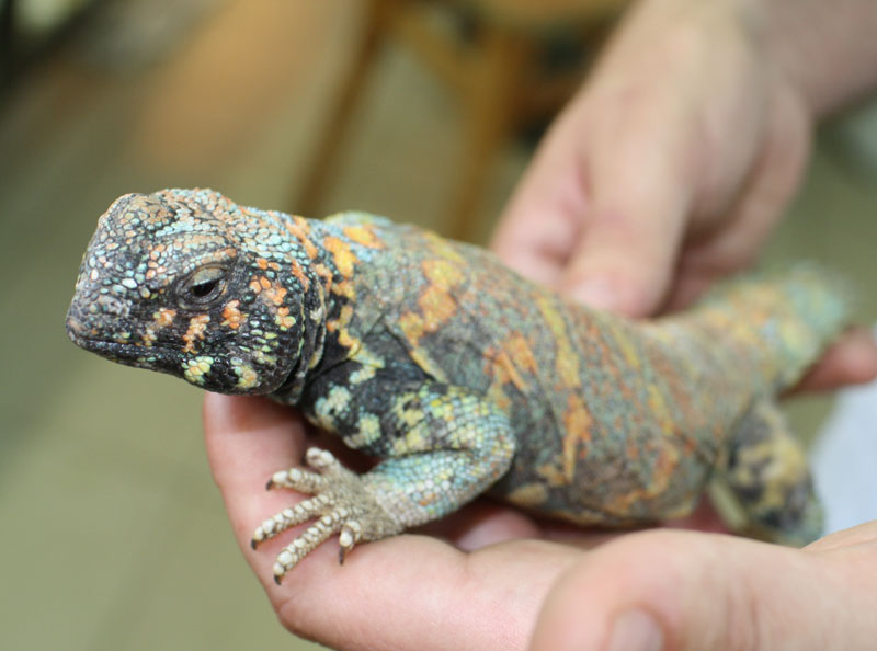 male of Uromastyx ornatus