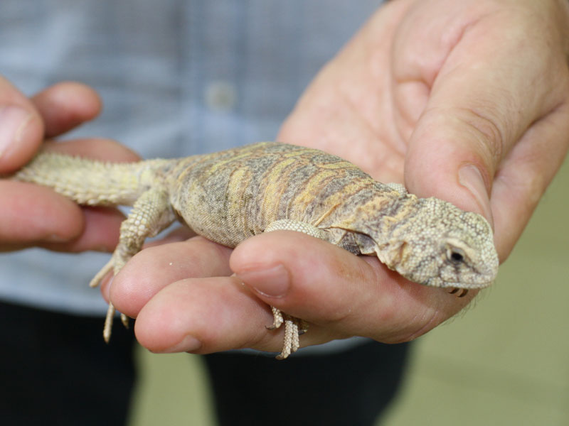 subadult of Uromastyx ornatus