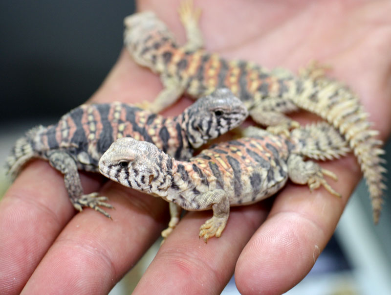 babies of Uromastyx ornatus