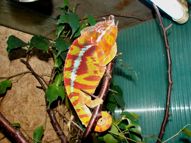 Furcifer pardalis, Sambave