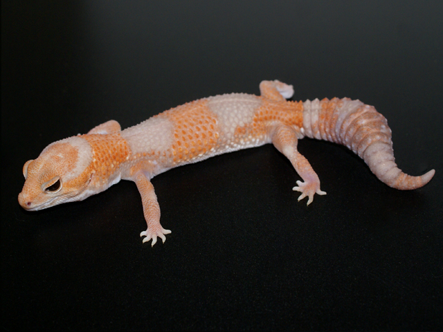 Albino African Fat Tail