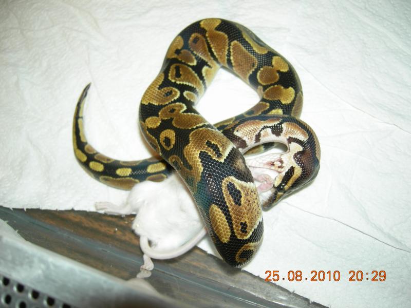 Python regius