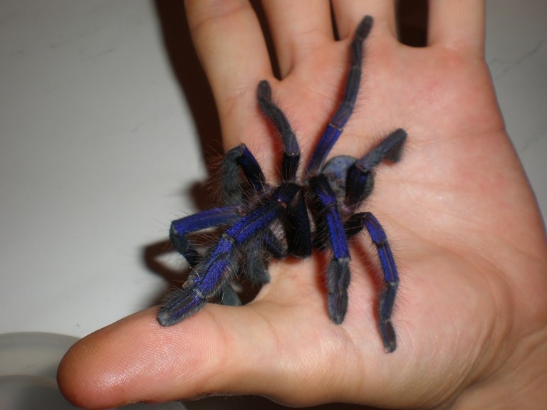 C.sp.Blue