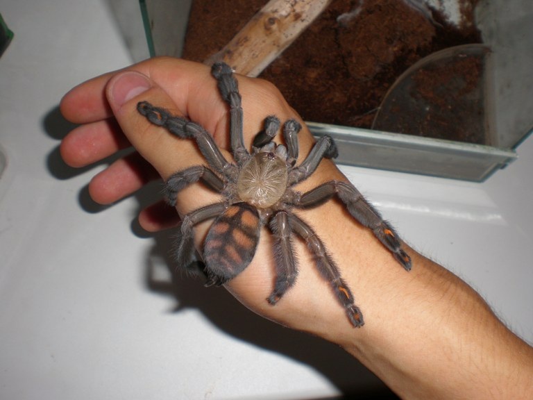 P.Irminia