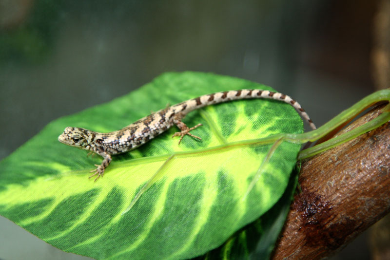 Abronia taeniata baby2