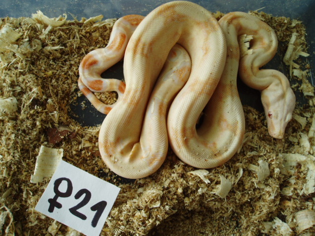 B.c. albino kahl