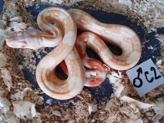 B.c. albino kahl