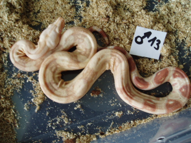 B.c. albino kahl