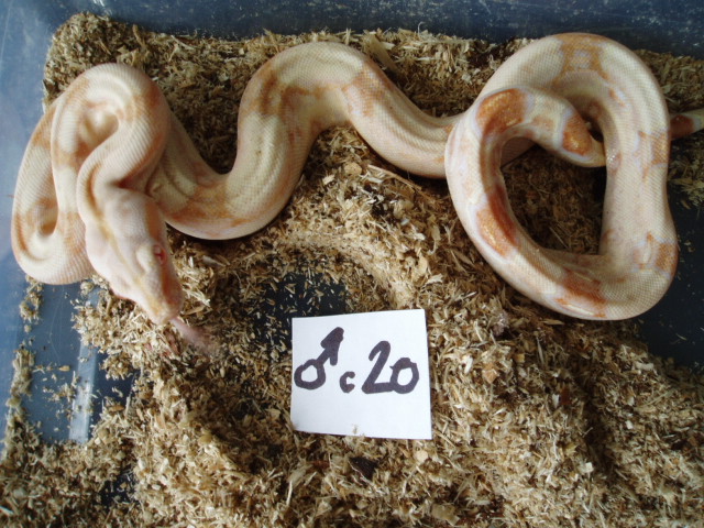 B.c. albino kahl