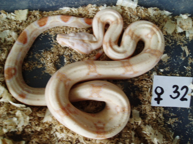 B.c. albino kahl