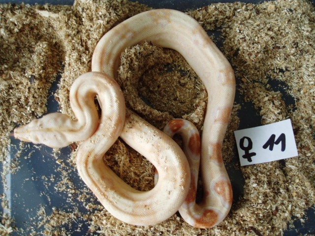 B.c. albino kahl