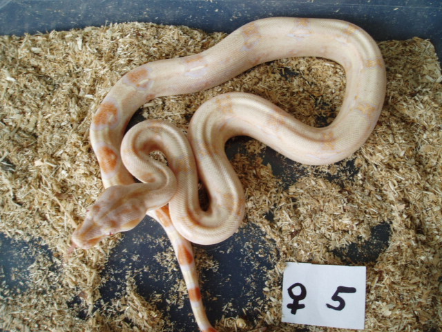 B.c. albino kahl