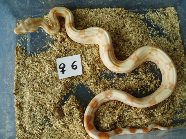 B.c. albino kahl