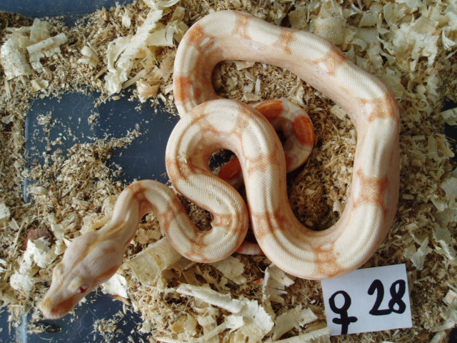 B.c. albino kahl