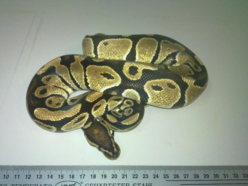 python regius