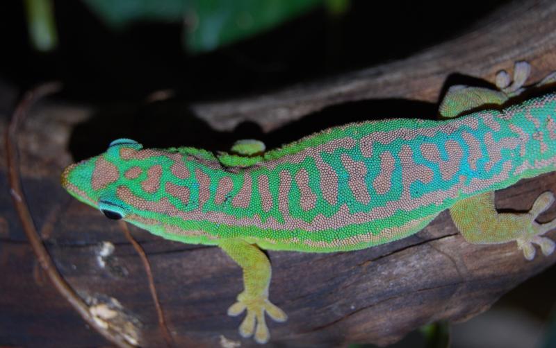 Phelsuma cepediana